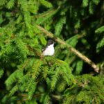 A Pied Flycatcher in the branches of pine tree.