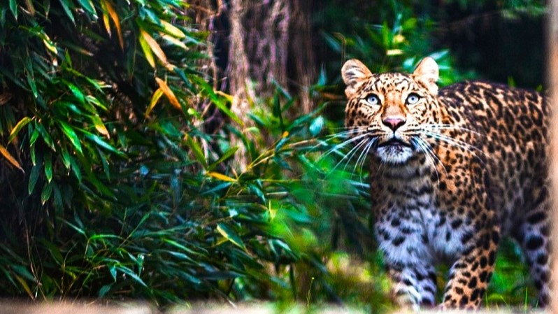 A Jaguar in the Amazon jungle.