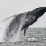 A humpback whale breaching in the ocean.