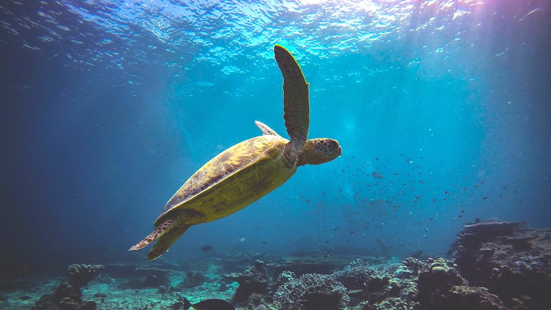 A Green Sea Turtle swimming in the ocean.